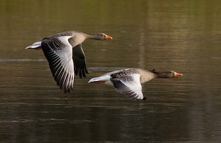 Graylag Goose (European), ML87408641