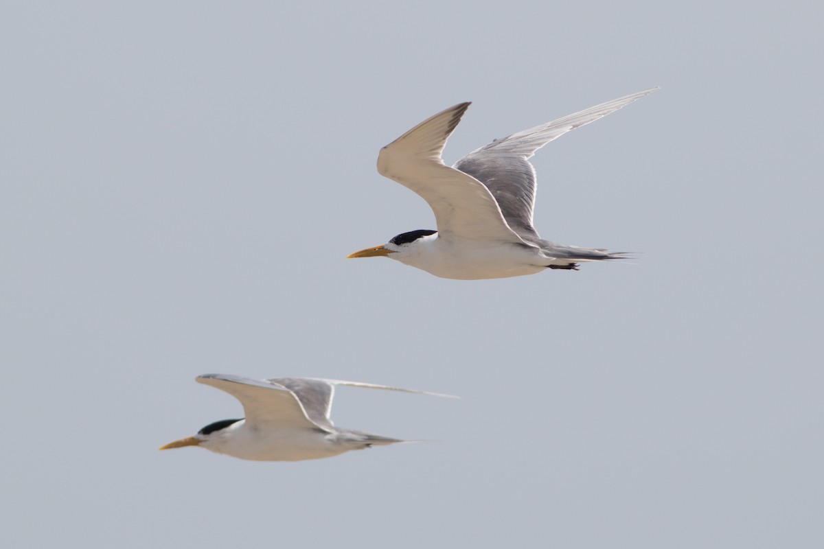 Great Crested Tern - ML87409011