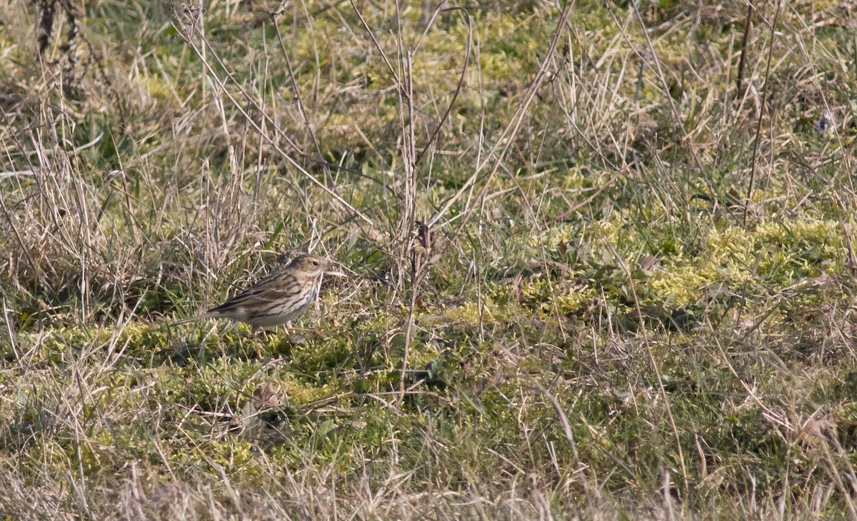 Meadow Pipit - ML87409181