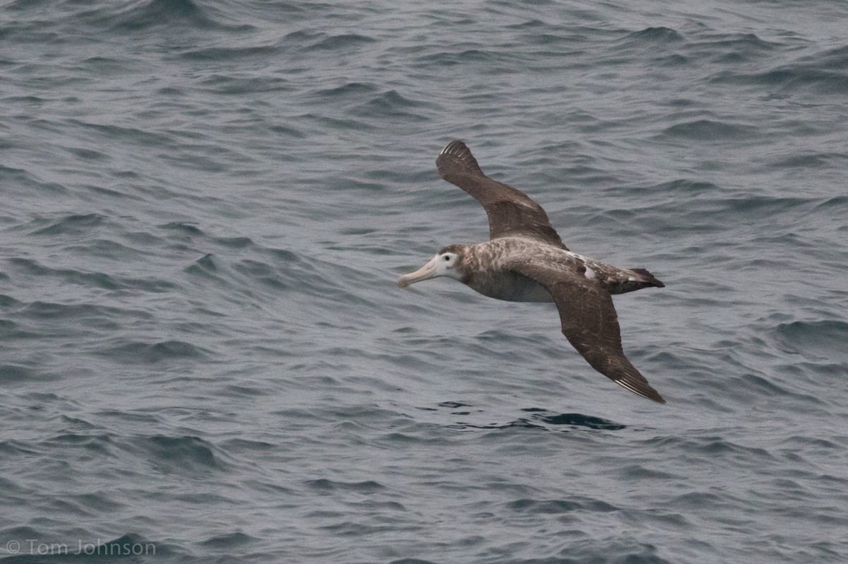 Albatros hurleur, A. de Tristan da Cunha ou A. des Antipodes - ML87409611