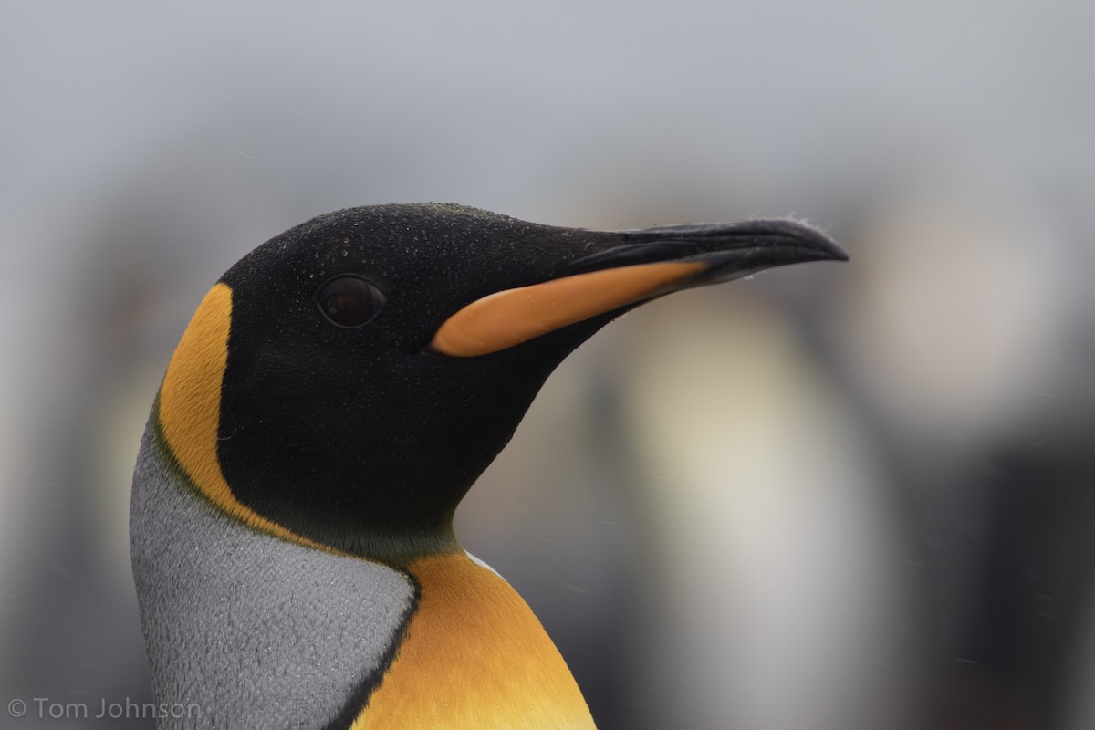 King Penguin - Tom Johnson