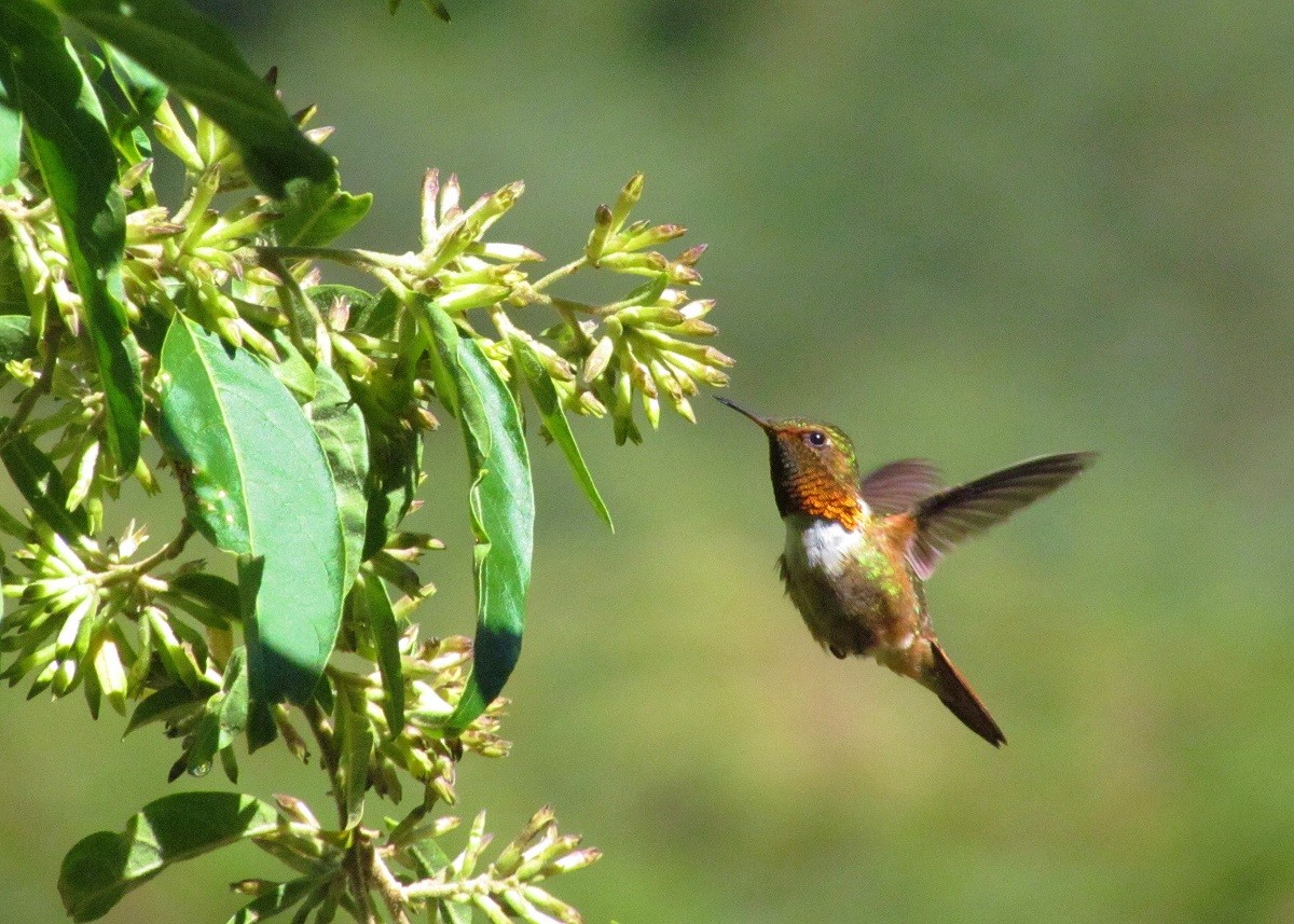 Scintillant Hummingbird - ann carter