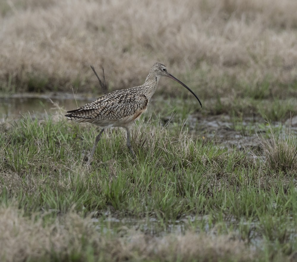 Long-billed Curlew - Mary Waters