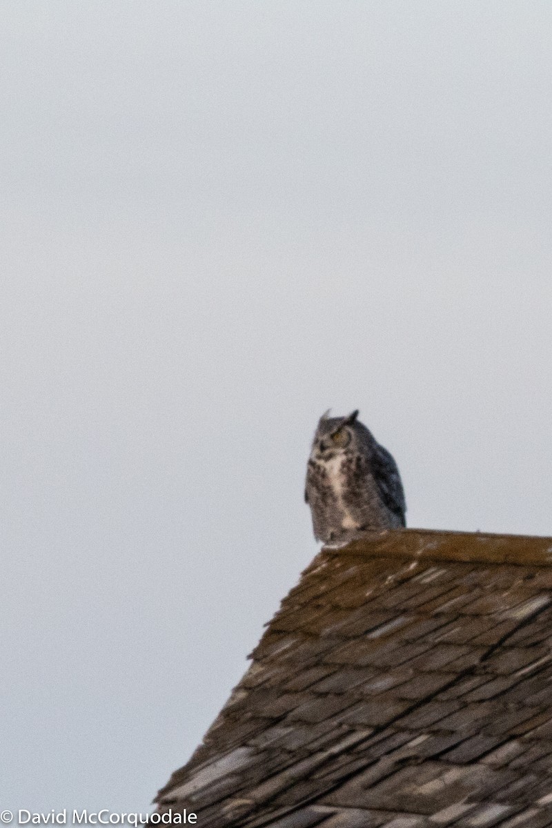 Great Horned Owl - ML87412471