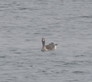 Graylag Goose (Siberian), ML87415151