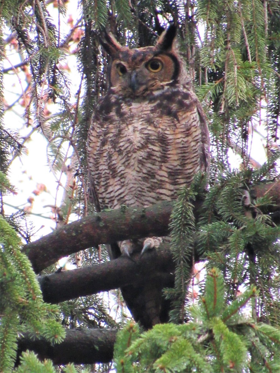 Great Horned Owl - ML87417961