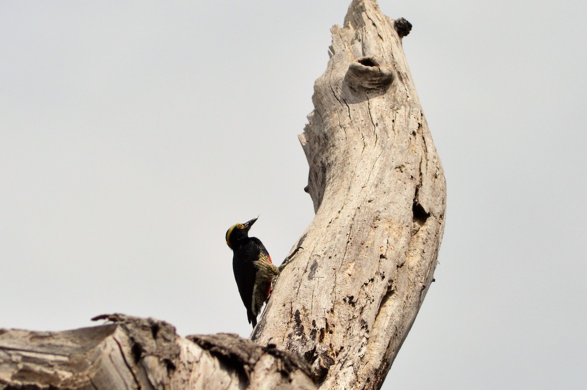 Yellow-tufted Woodpecker - Diego Gaona