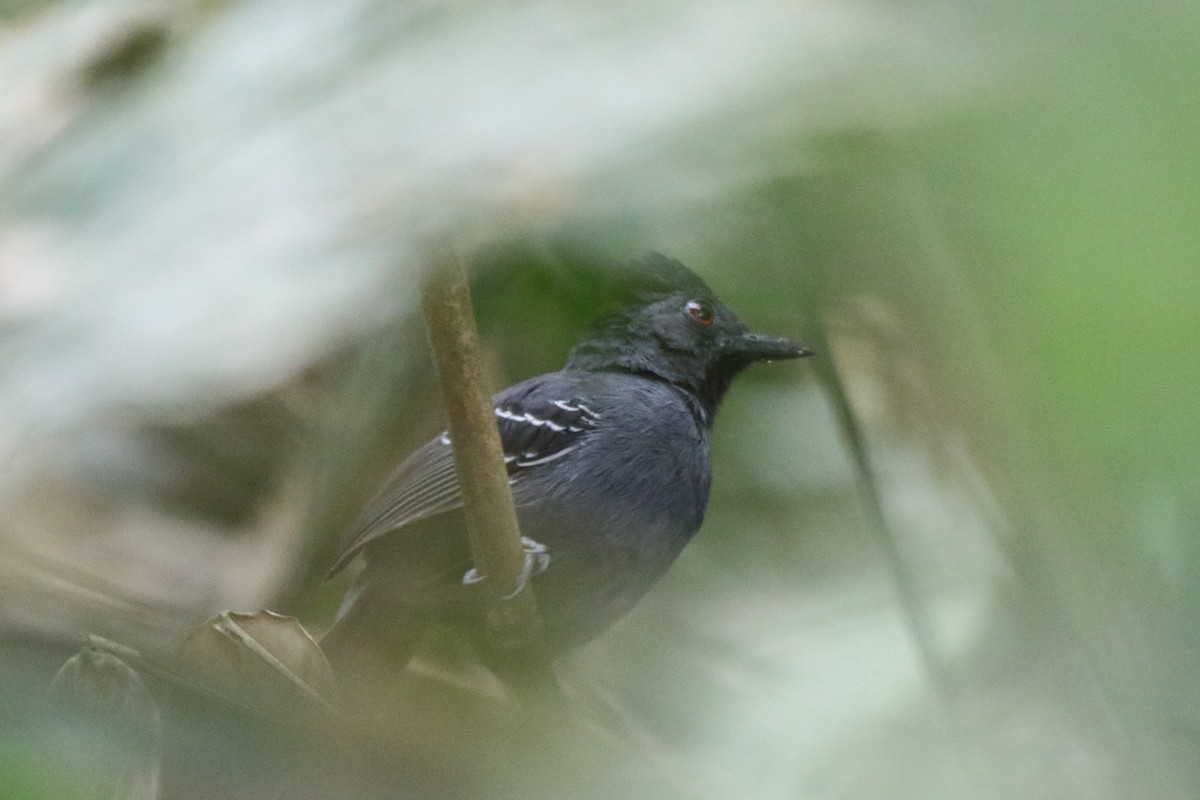 Black-headed Antbird (Hellmayr's) - ML87418971