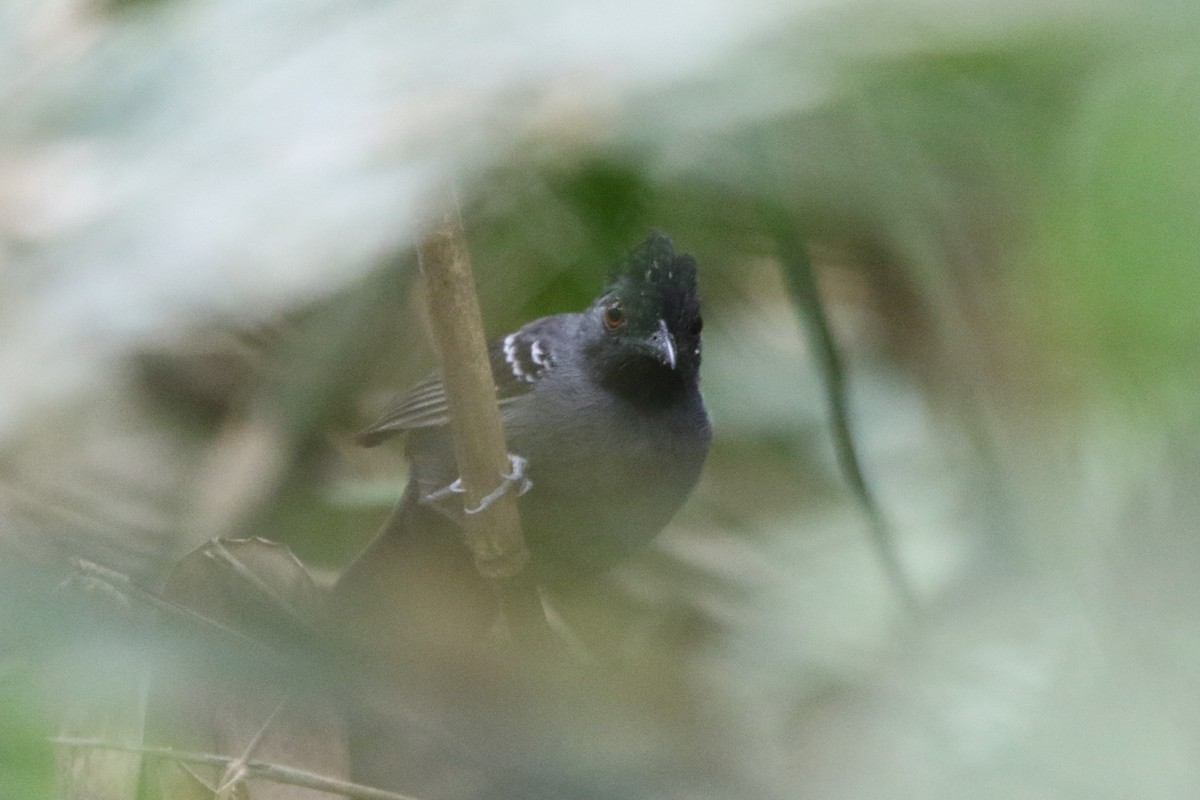 Black-headed Antbird (Hellmayr's) - ML87419041