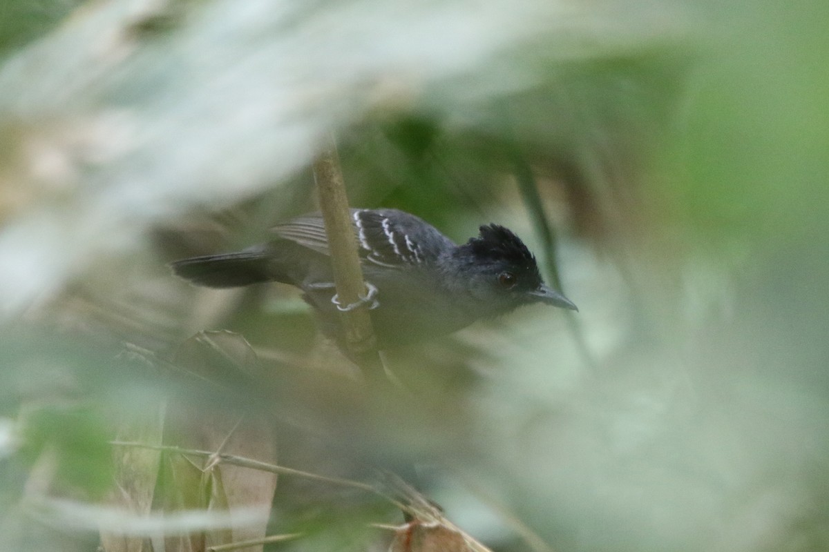 Schwarzscheitel-Ameisenvogel (rufifrons/subcristata) - ML87419111