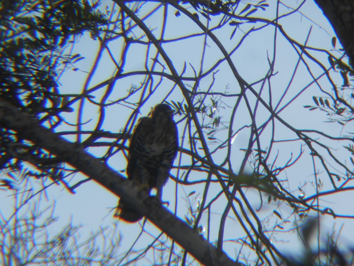 Ornate Hawk-Eagle - Blaine Carnes