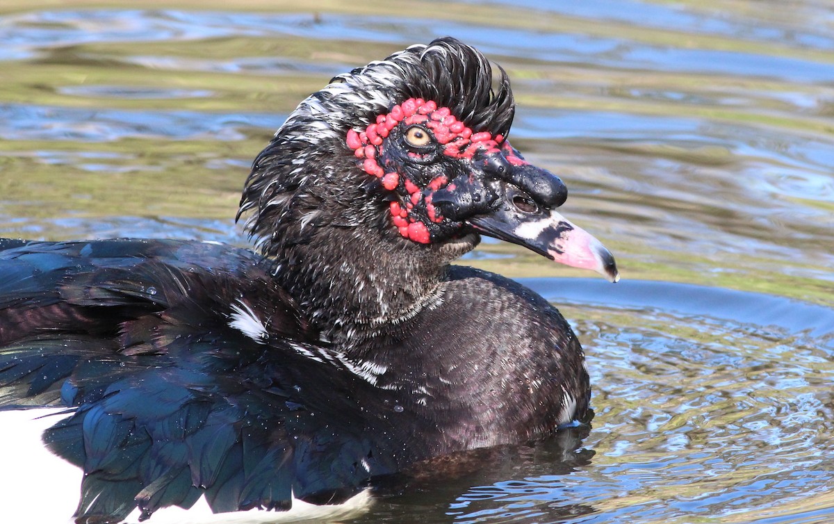 Muscovy Duck (Domestic type) - Gary Leavens