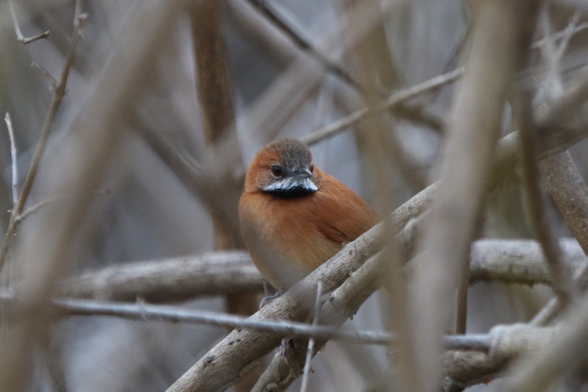 Hoary-throated Spinetail - ML87425361