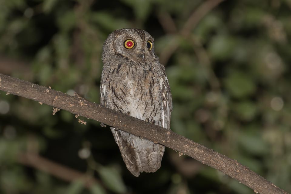 Arabian Scops-Owl - ML87425521