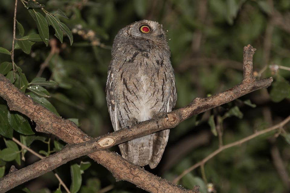 Arabian Scops-Owl - ML87425531