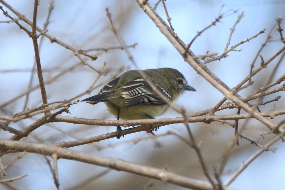 Pale-tipped Tyrannulet - Ian Thompson