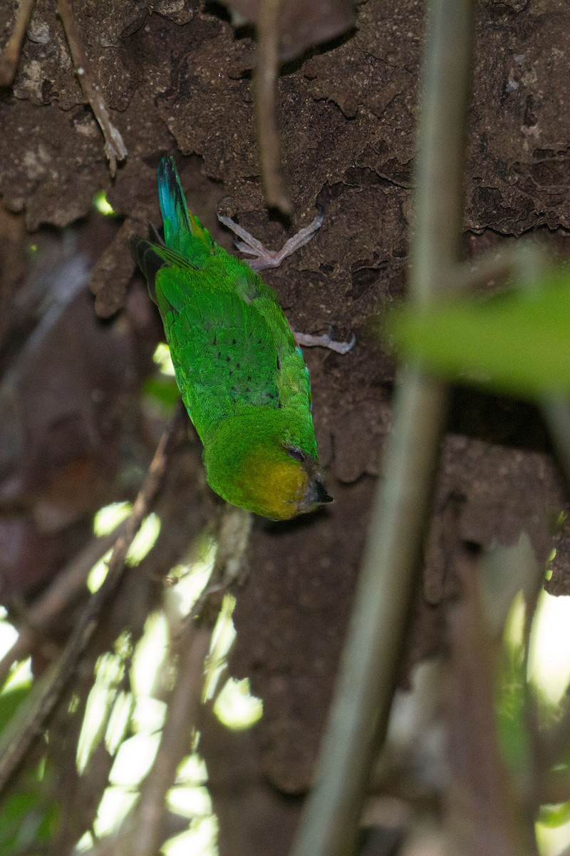 Yellow-capped Pygmy-Parrot - ML87428771