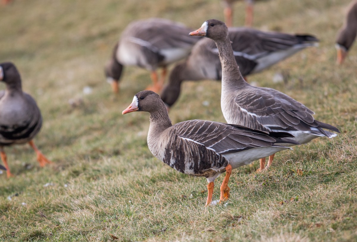 Greater White-fronted Goose - ML87429051
