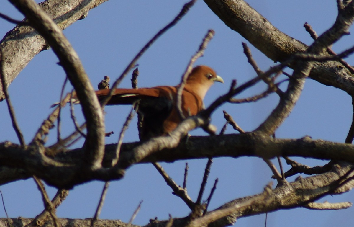Squirrel Cuckoo (West Mexico) - Robin Oxley 🦉