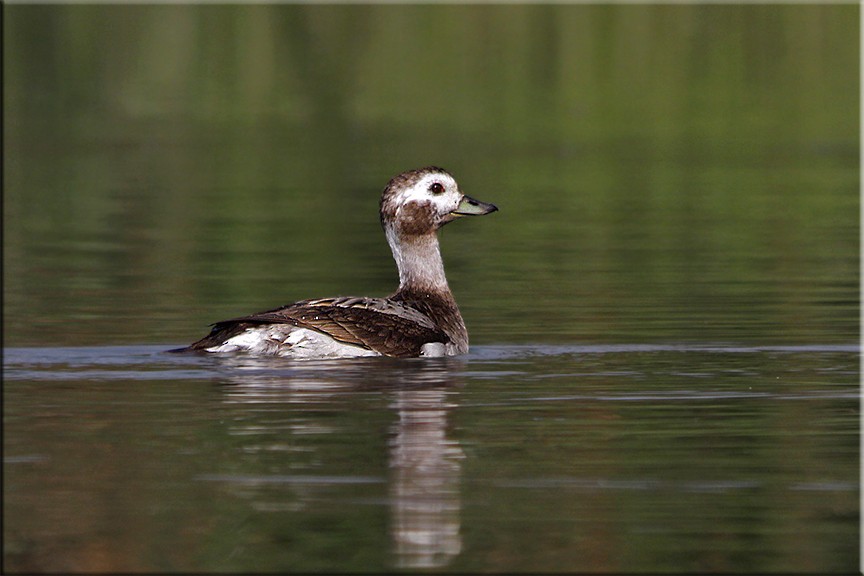 Long-tailed Duck - Mousumi Dutta