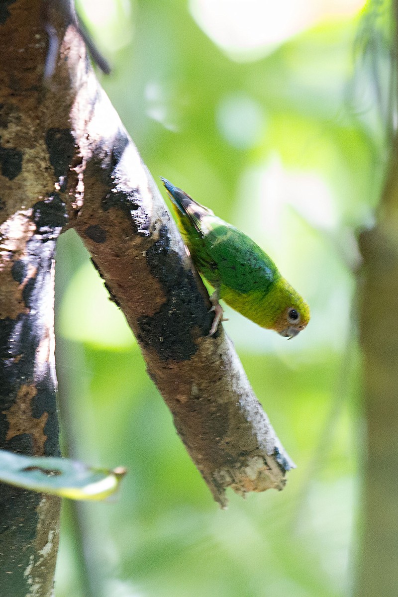Yellow-capped Pygmy-Parrot - ML87430351