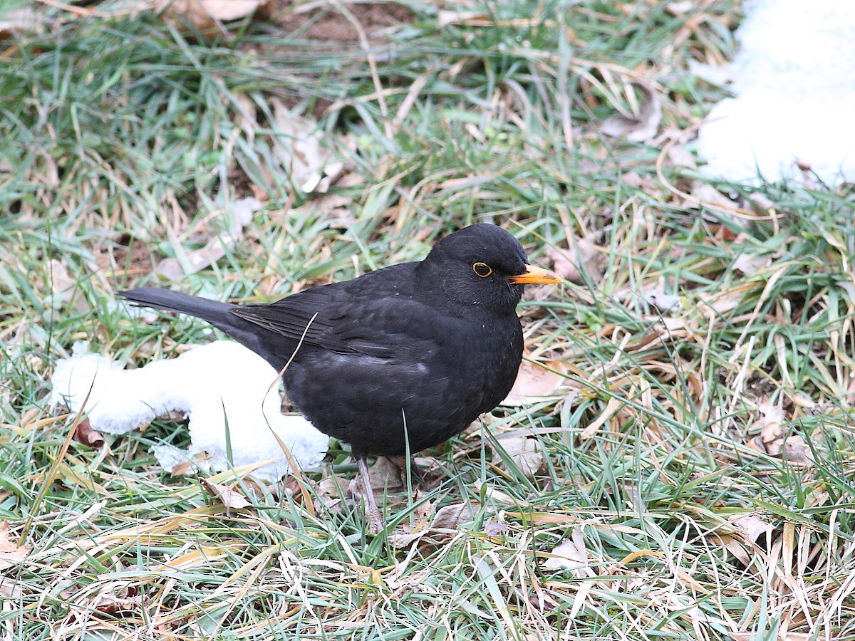 Eurasian Blackbird - ML87431581