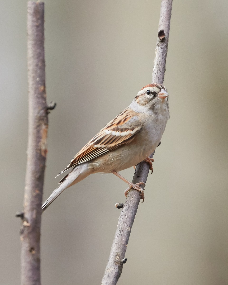 Chipping Sparrow - ML87434661