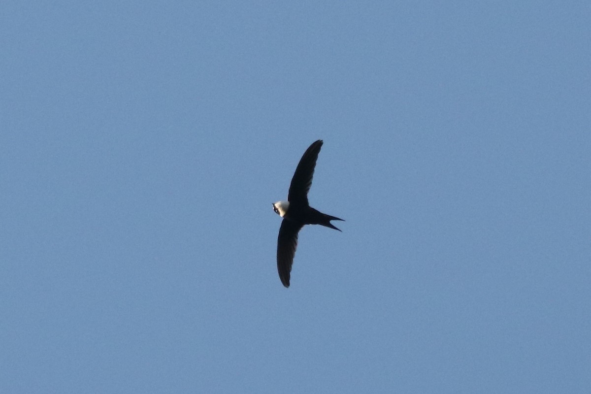Lesser Swallow-tailed Swift - Rick Franks