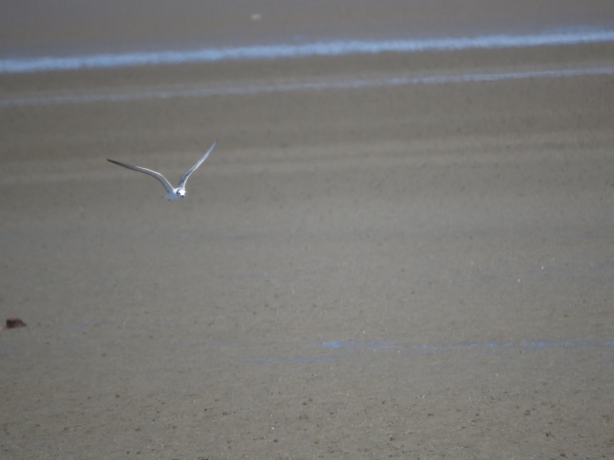 White-winged Tern - Chris Elphick
