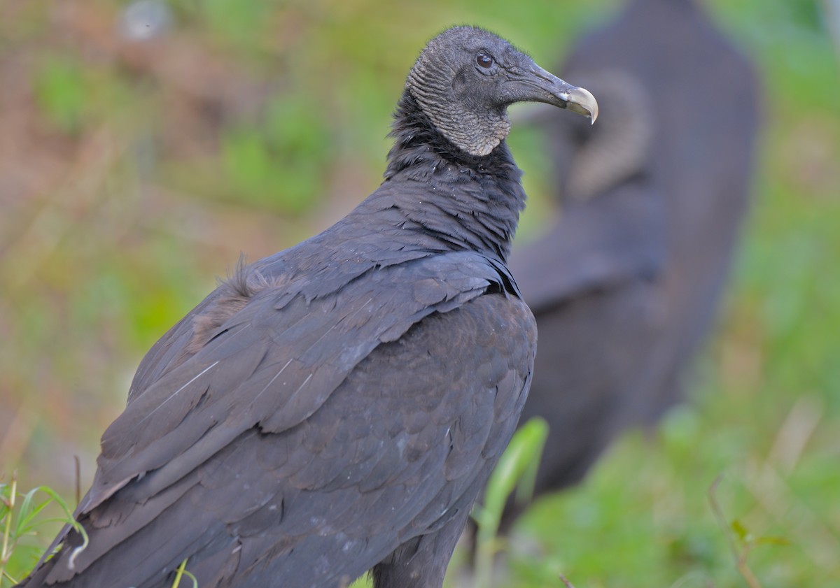 Black Vulture - Gloria Markiewicz
