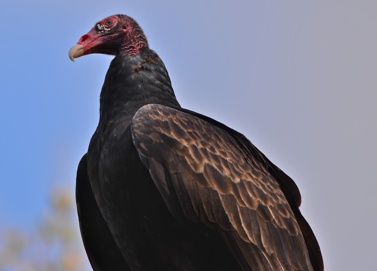 Turkey Vulture - Gloria Markiewicz