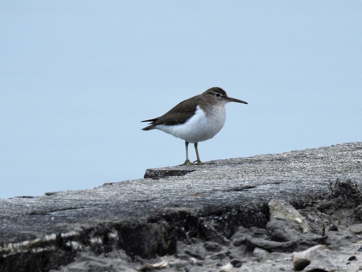 Spotted Sandpiper - Elaine Cowley