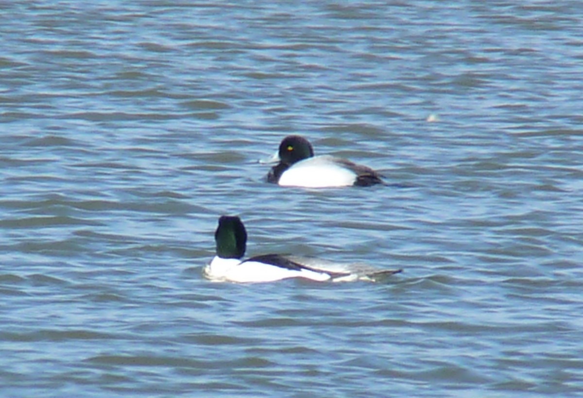 Greater Scaup - ML87440331