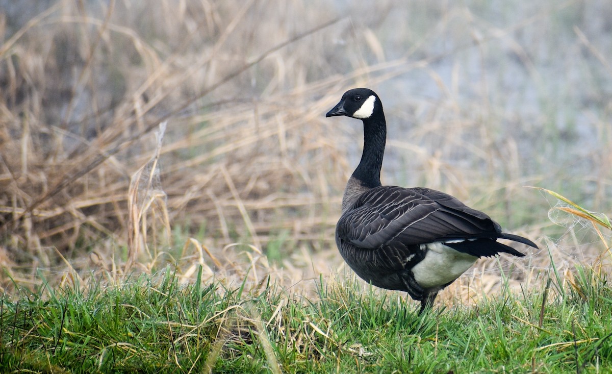 Canada Goose (occidentalis/fulva) - ML87441091