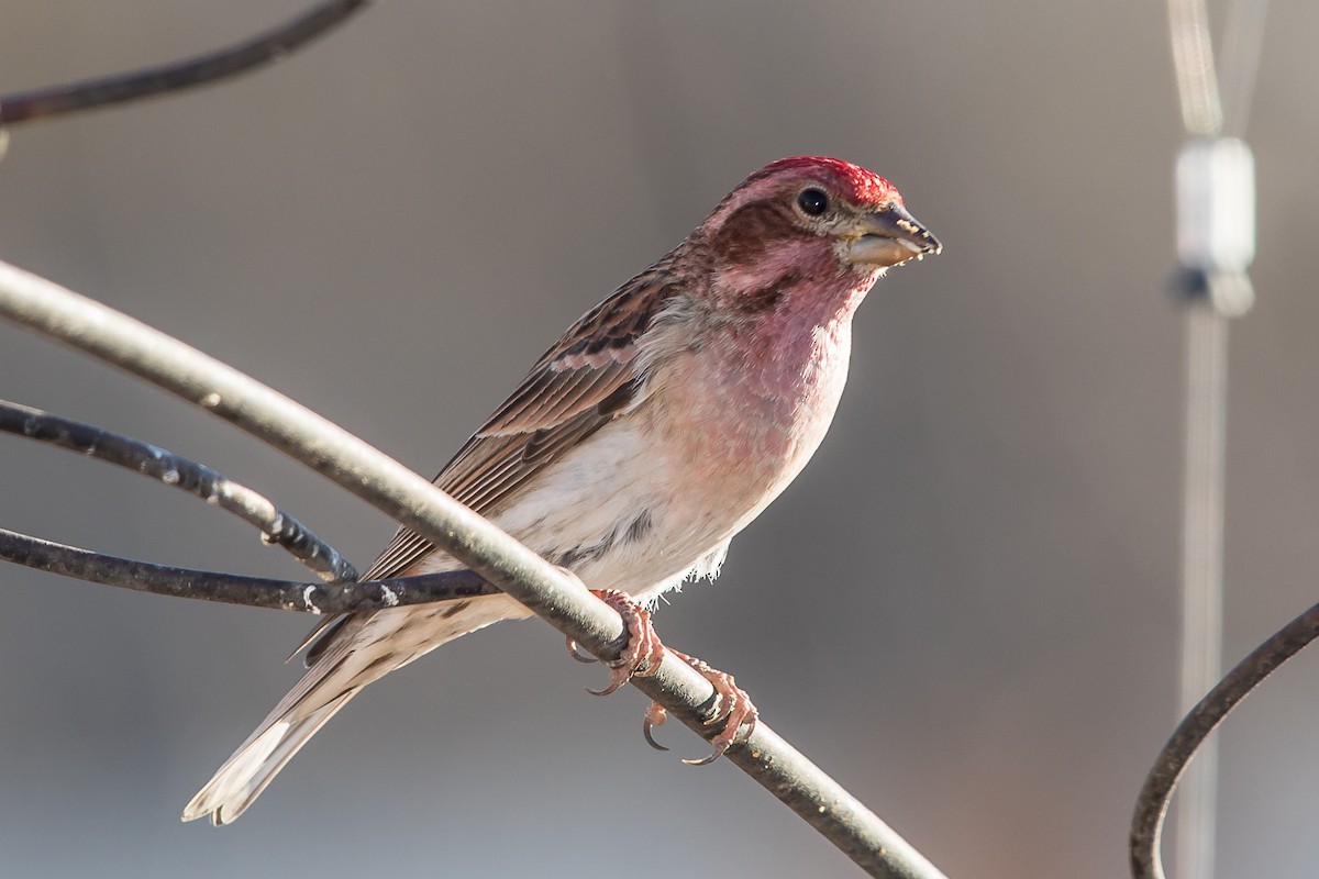 Cassin's Finch - Lee Hoy