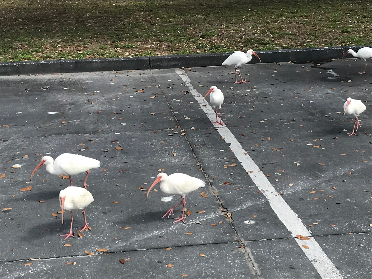 ibis bílý - ML87442901