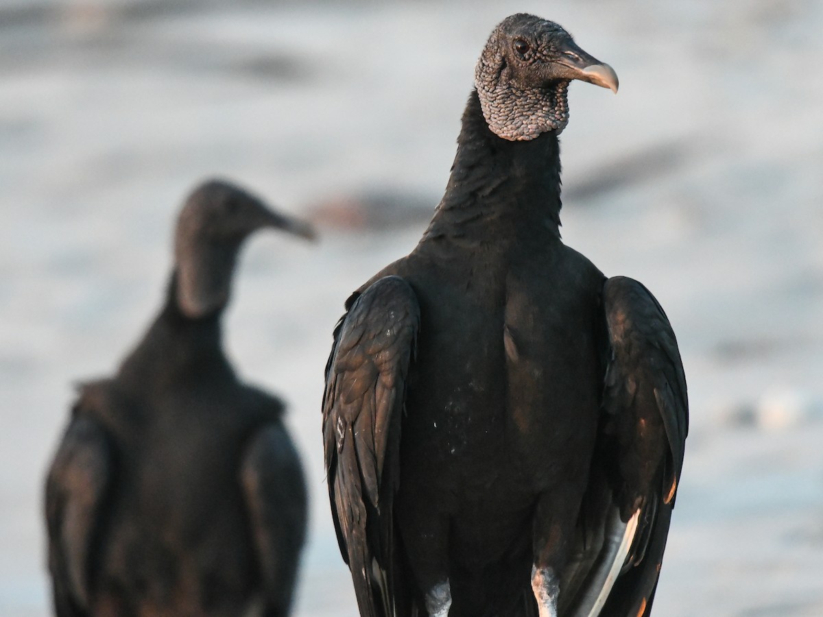 Black Vulture - Liz Osborn