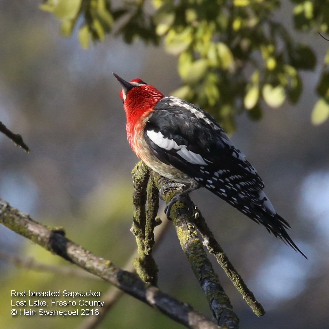 Red-breasted Sapsucker - ML87447631