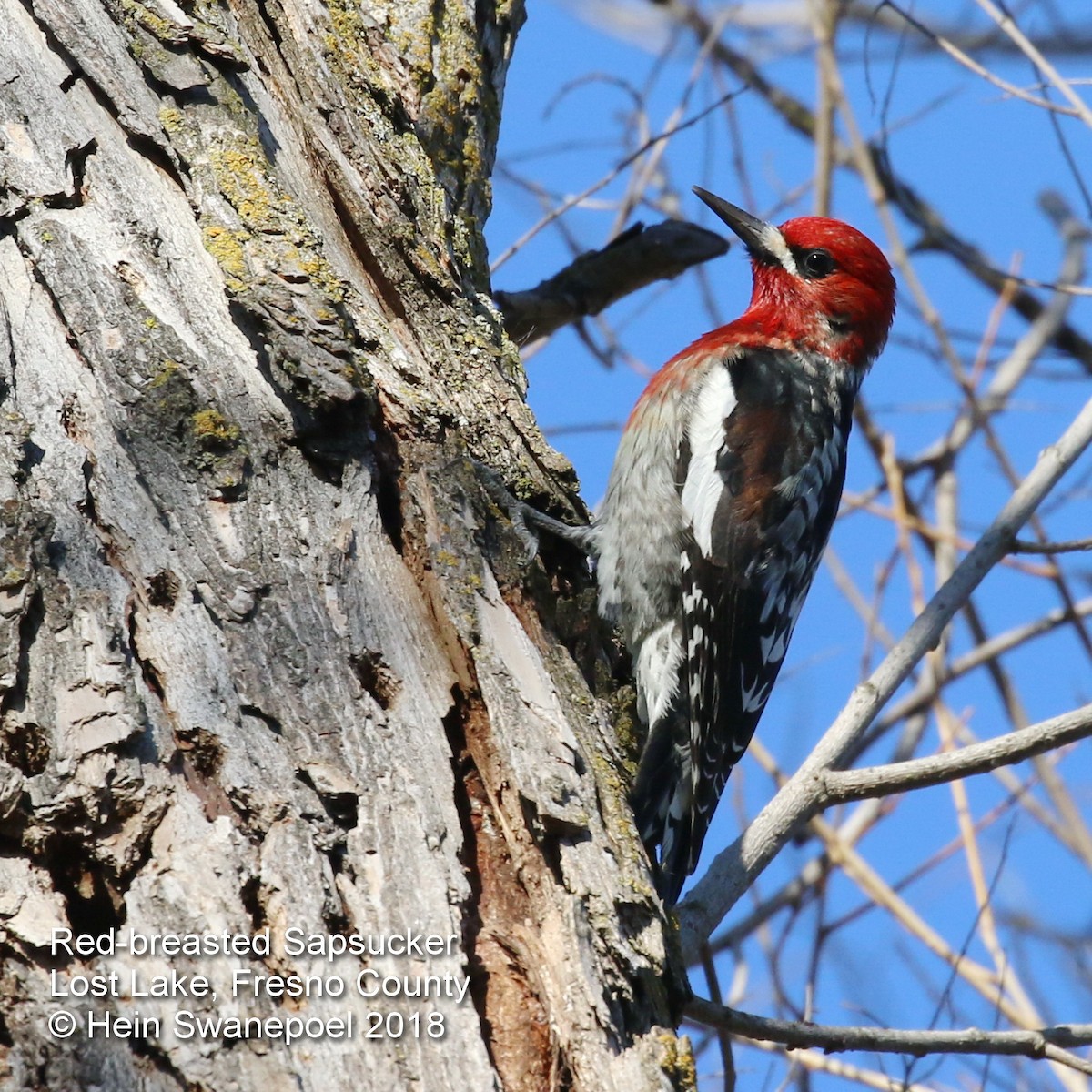 Red-breasted Sapsucker - ML87447661