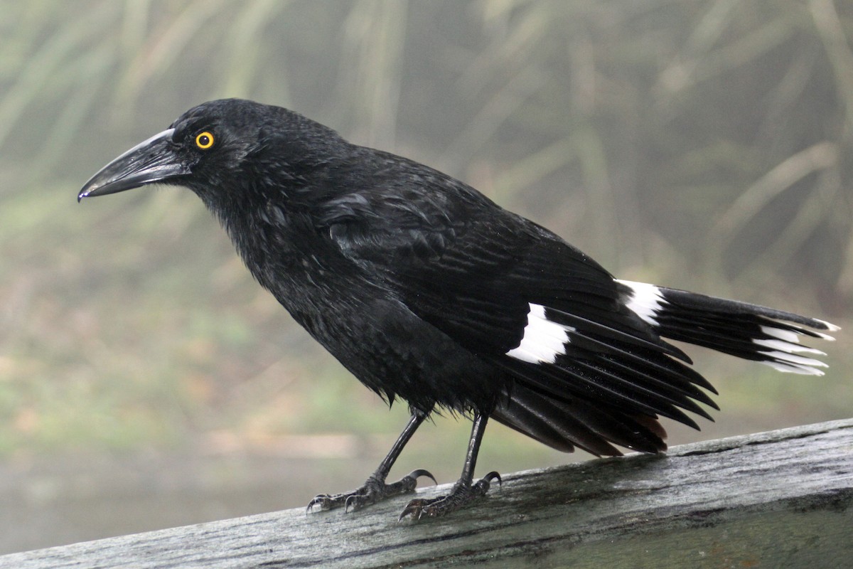 Pied Currawong - ML87449691