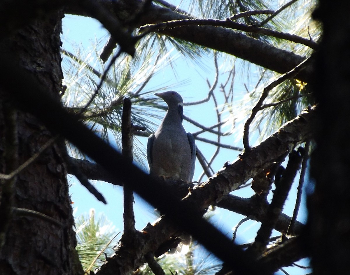 Band-tailed Pigeon - ML87452321