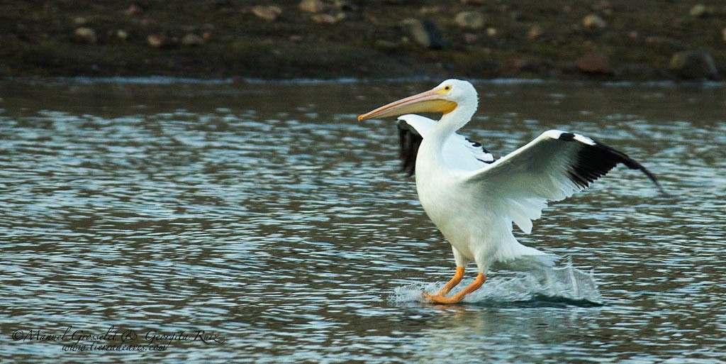pelikán severoamerický - ML87453571