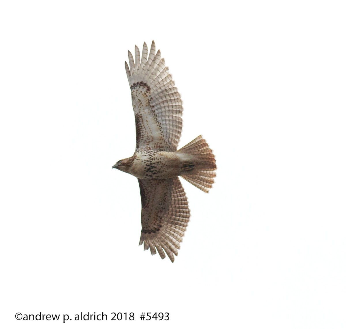 Red-tailed Hawk - andrew aldrich