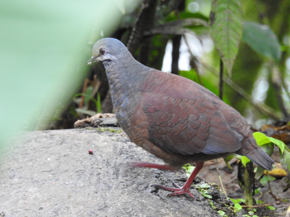 Buff-fronted Quail-Dove - ML87456081