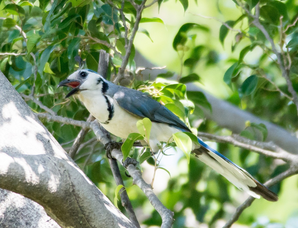 White-throated Magpie-Jay - ML87457271