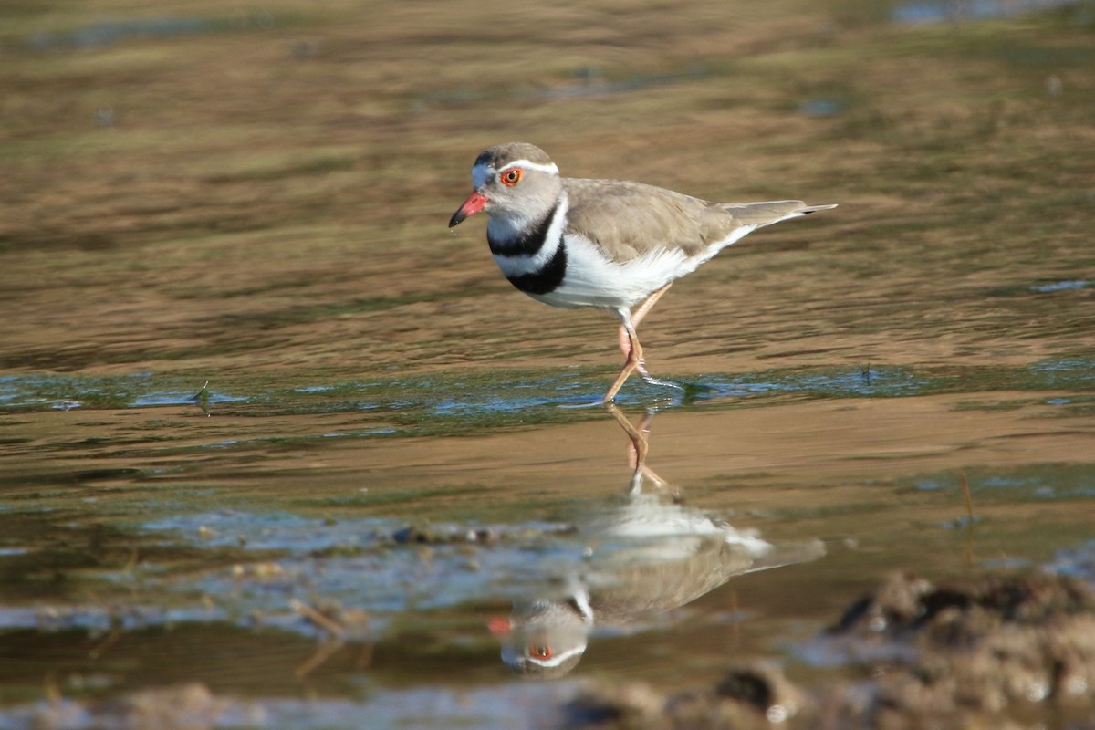 Three-banded Plover - Stephen McCullers