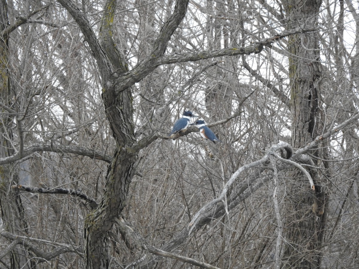 Belted Kingfisher - ML87459761