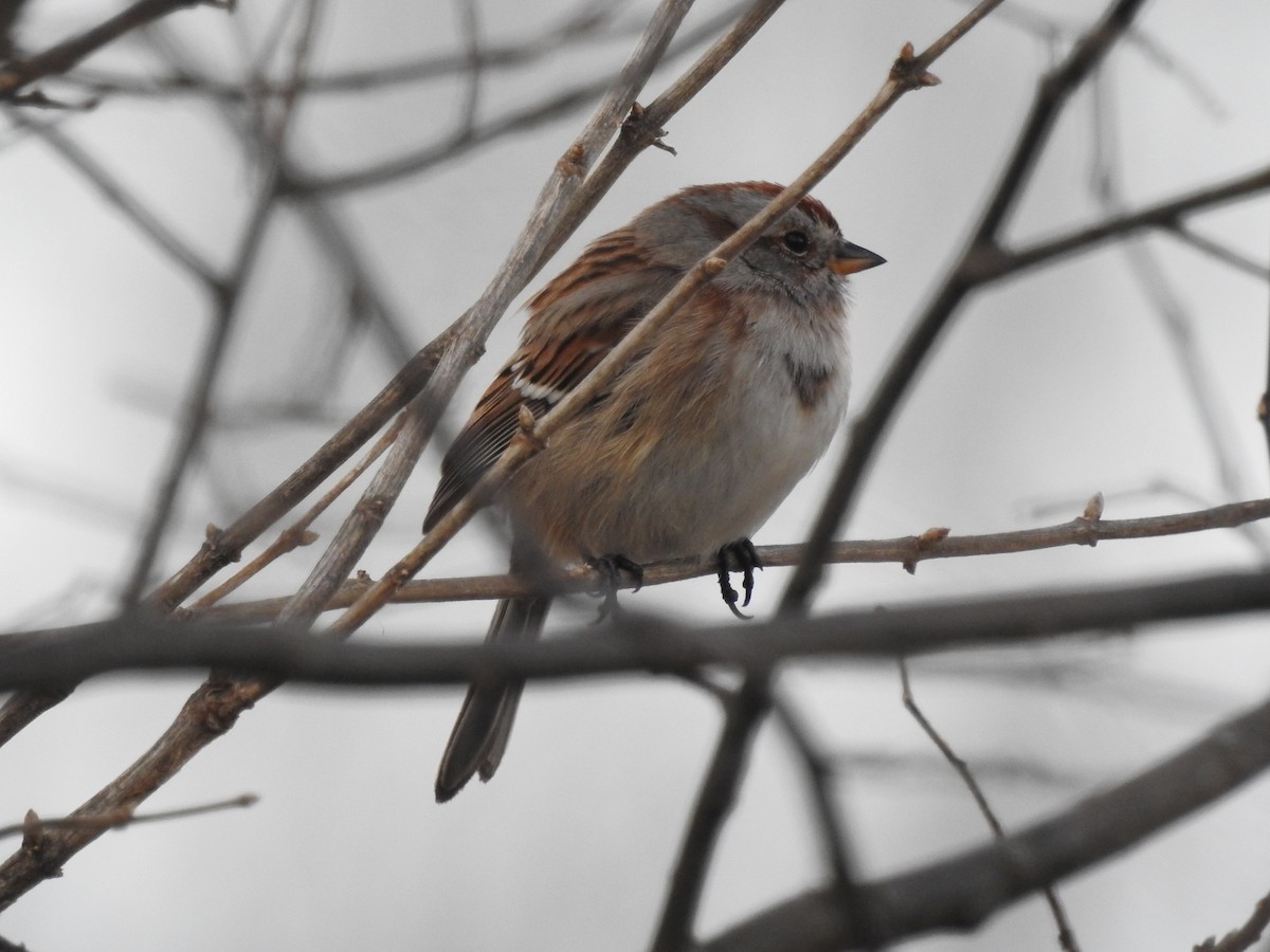 American Tree Sparrow - Rick Luehrs