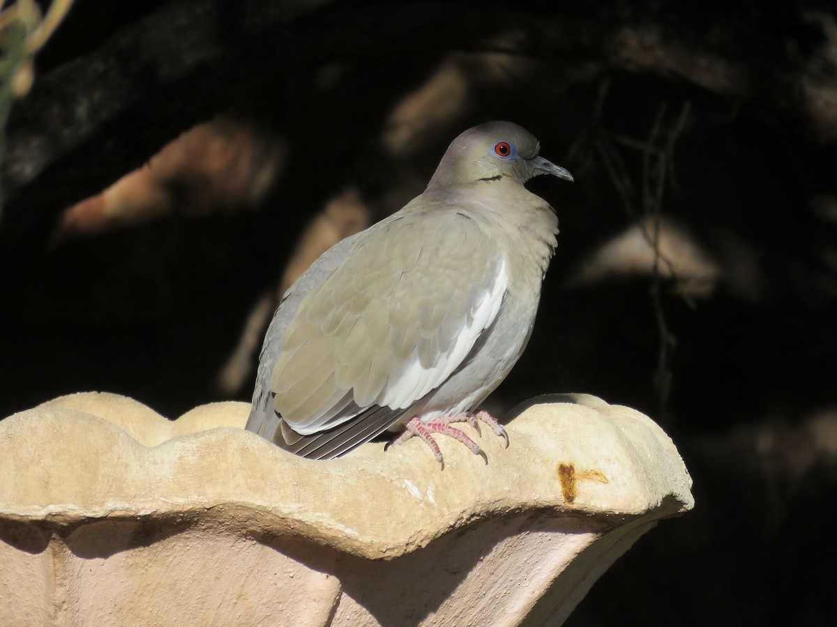 White-winged Dove - Anne (Webster) Leight