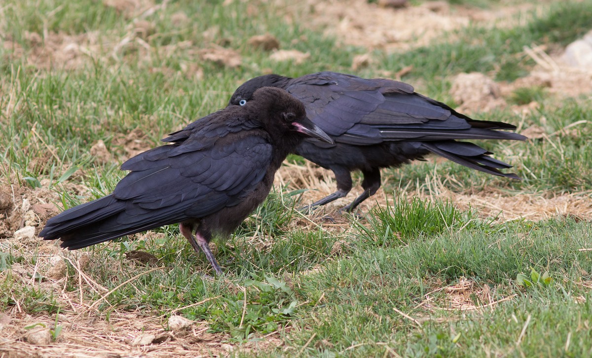 Little Raven - Richard and Margaret Alcorn